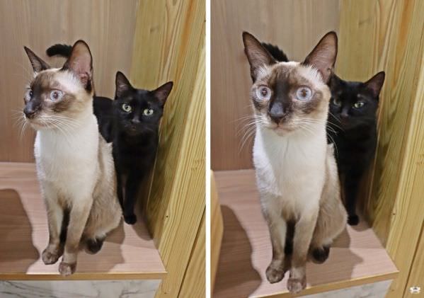 森林小徑文心店對寵物超友善